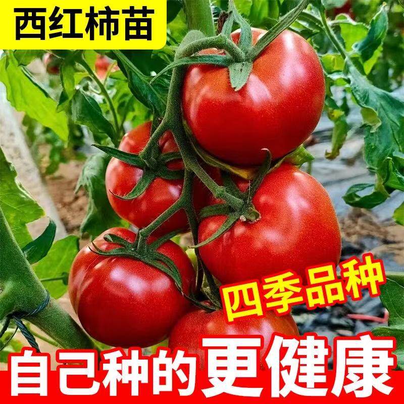 西红柿苗番茄苗四季种植高产新鲜蔬菜苗盆栽阳台种植新手易养