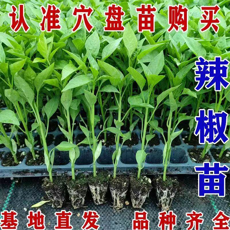 【基地直发】长线辣椒种苗蔬菜苗盆栽阳台四季种植穴盘苗易成活