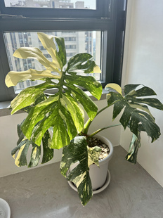 洒金龟背白龟黄龟竹ins网红室内阳台观叶植物盆栽一物一拍