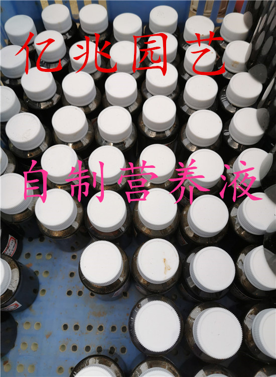 亿兆园艺；自制花肥观叶植物通用营养液龟背竹龙鳞春羽琴叶榕