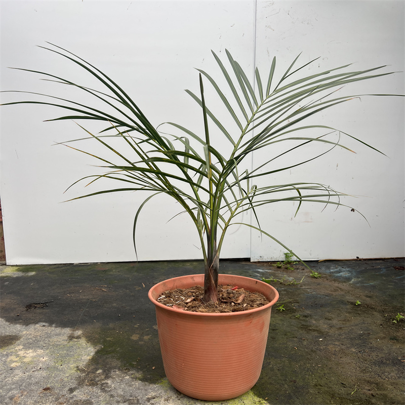 棍棒椰子室内阳台空气变换耐看养