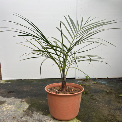 棍棒椰子室内阳台空气变换耐看养