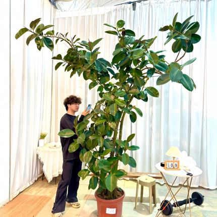 美国绿叶橡皮树耐养网红室内复式楼大型空间高端盆栽植物一物一拍