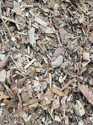 天堂鸟园艺大叶伞专用土包邮特惠