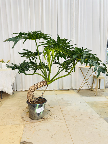 蓝花楹室内净化空气美观