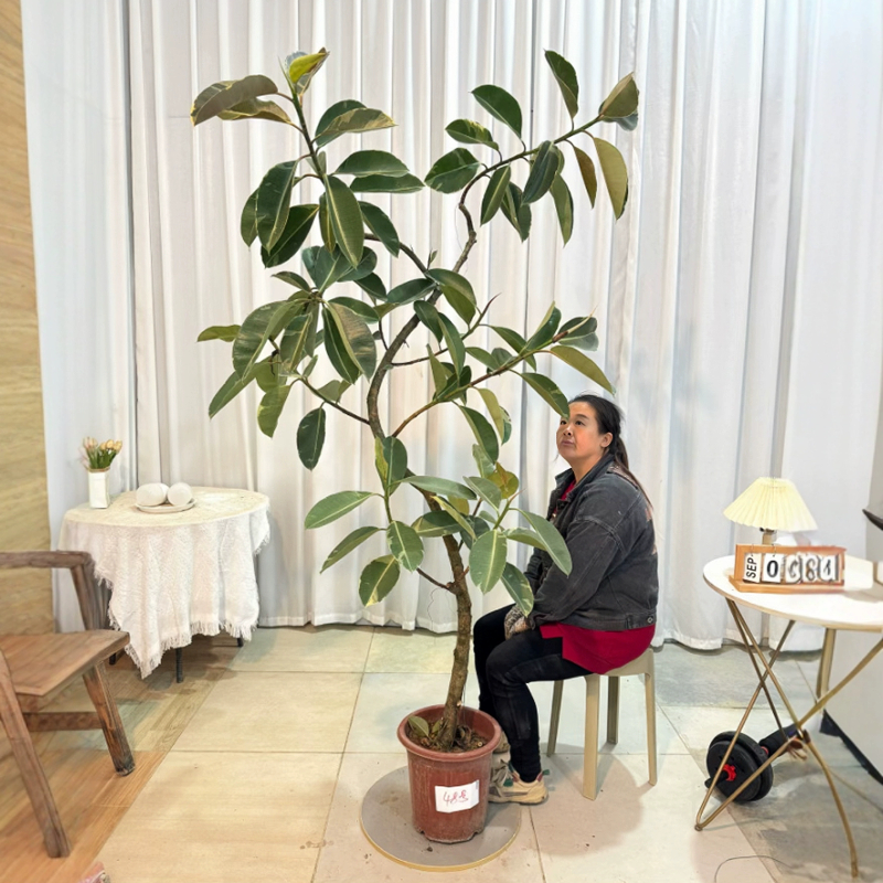 坦尼克橡皮树易养网红室内大小盆栽植物花金刚一物一拍