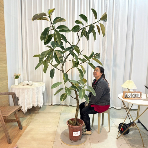 亿兆园坦尼克橡皮树植物一物一拍