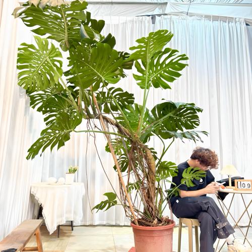 北欧风老桩观叶龟背竹室内耐阴