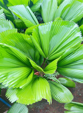 亿兆优选/圆叶刺轴榈Licuala grandis H. Wendl热植棕榈科室内观