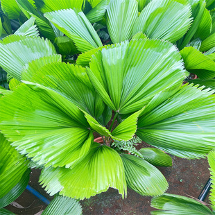 亿兆优选/圆叶刺轴榈Licuala grandis H. Wendl热植棕榈科室内观