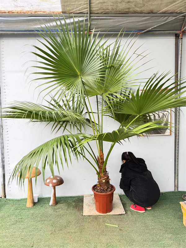 蒲葵棕榈一物一拍美式客室内大叶绿植盆栽观叶净化空气除甲醛热带