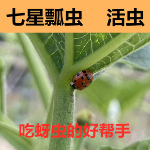 成虫七星瓢虫活物专吃蚜虫 生物防治幼儿园观察活体瓢虫花草益虫