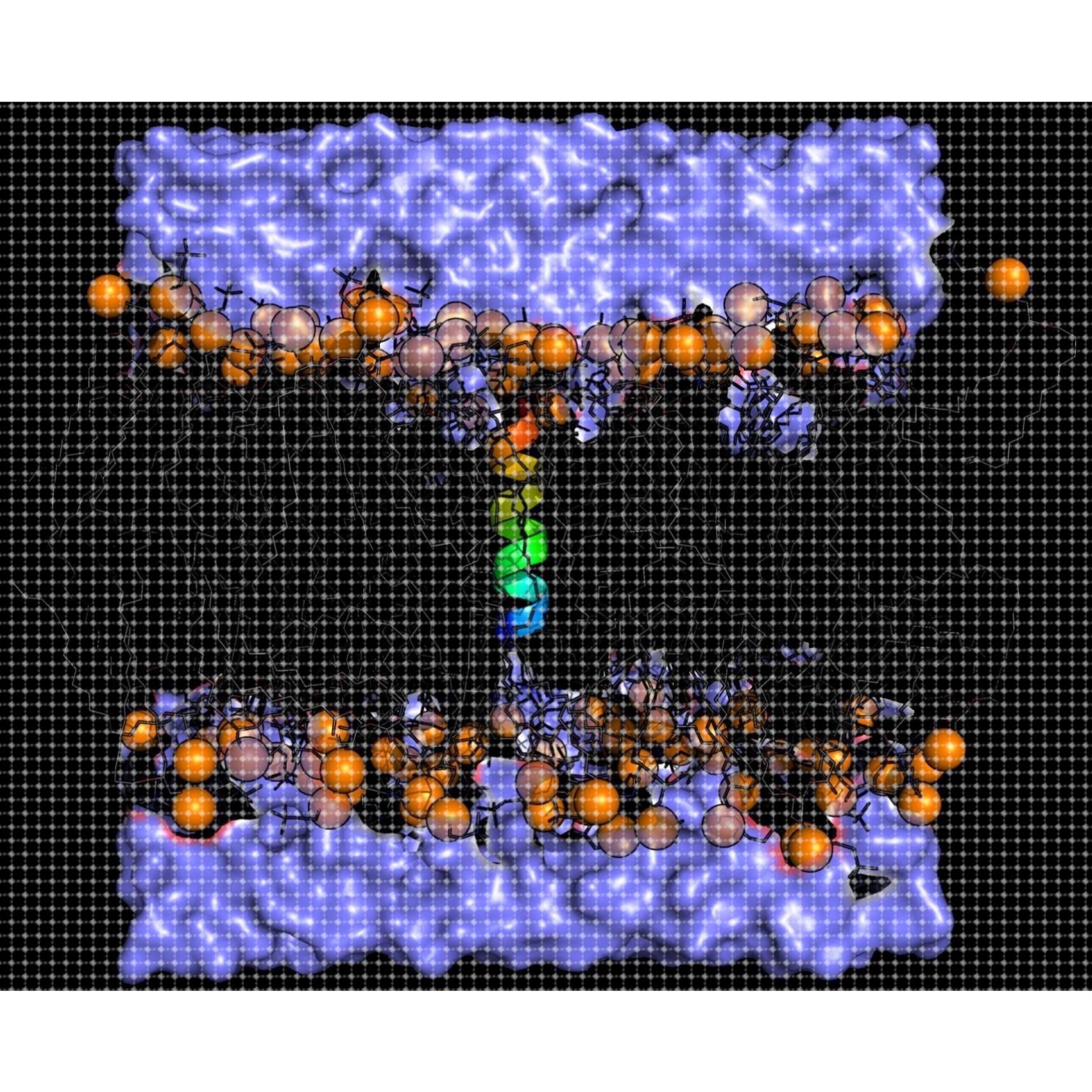 膜蛋白的分子动力学模拟蛋白模型构建分子对接基因家族