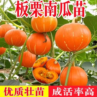红板栗南瓜苗秧苗迷你贝贝秘本南瓜西葫芦苗黄瓜高产四季种植盆栽
