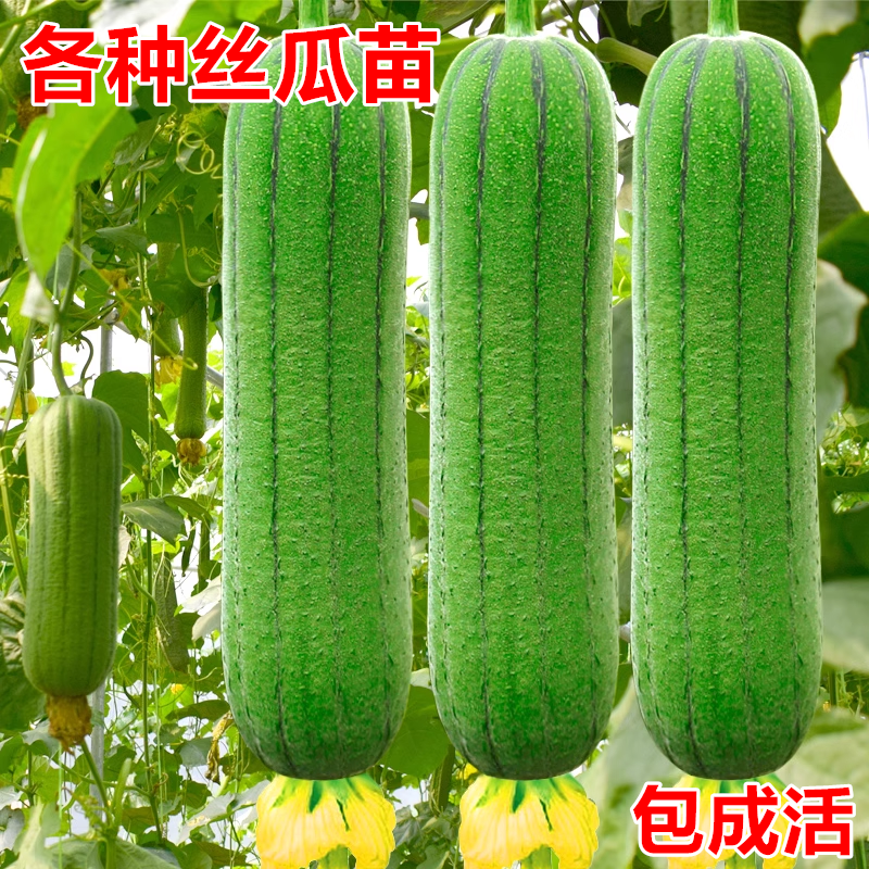 肉丝瓜苗秧长菱角丝瓜水瓜西葫芦苦瓜南瓜种子四季庭院种植蔬菜苗