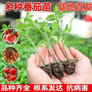 老品种大粉番茄苗沙瓤西红柿苗千禧圣女果小番茄秧草莓番茄蔬菜苗