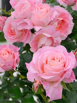 海神王阳台月季花苗大花浓香开花粉色玫瑰花四季盆栽花卉植物微月