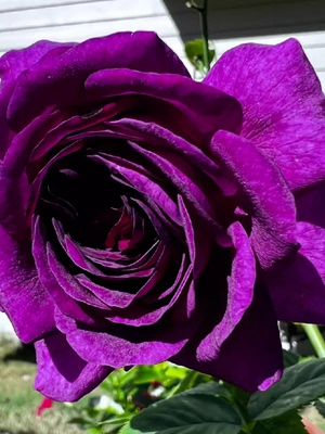 比利时 密涅瓦月季花苗特大花浓香开花紫色玫瑰阳台四季盆栽花卉