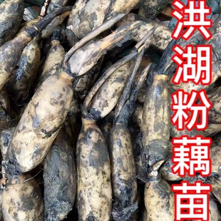 洪湖食用粉藕种藕苗莲藕种根苗荷花盆栽水养缸桶水田池塘高产种植