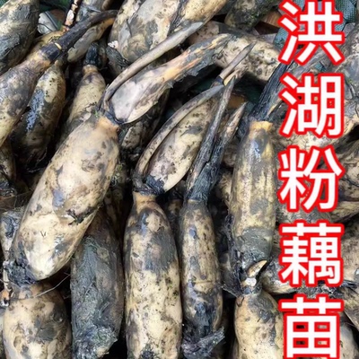 洪湖食用粉藕种藕苗莲藕种根苗荷花盆栽水养缸桶水田池塘高产种植