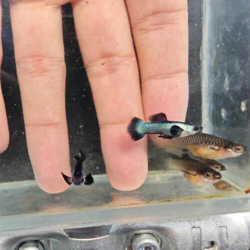 熊猫孔雀鱼金粉孔雀鱼精品热带淡水好养耐活小型鱼纯种凤尾鱼。