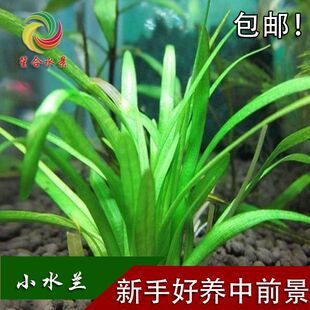 迷你小水兰懒人新手水族箱鱼缸造景前景草水草活体植物包邮有茎类