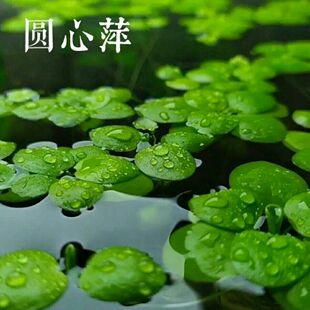 圆形浮萍水草兔耳水草组合套餐肚兜斗鱼休息叶一叶莲迷你超小槐叶