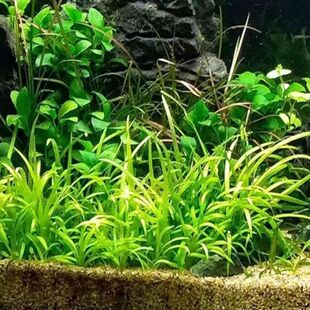 爬地小水兰无菌杯水草迷你大水兰溪流缸原生缸造景水草缸阴性易种