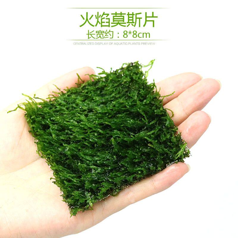 鱼缸沉木莫斯片草皮美凤莫丝苔火焰垂泪松茸怪厥大三角阴性水草