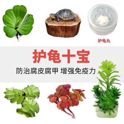 养乌龟专用缸龙眼木晒台