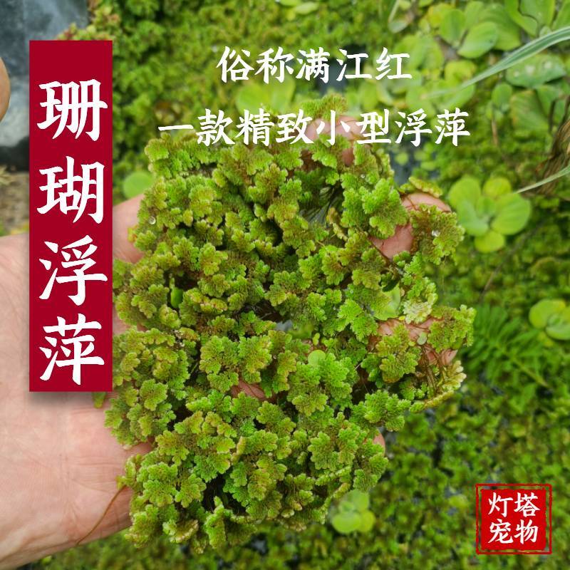 满江红珊瑚萍古法养鱼鱼缸造景净化水质增氧小型浮萍斗鱼繁殖水草