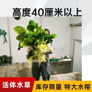 淡水鱼缸活体水草水榕系列大叶榕小榕巴榕迷你榕阴性造景无需CO2