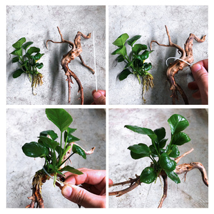 沉木水榕水草躲避屋迷你水榕树拱桥增氧懒人新手易养水草入缸成景