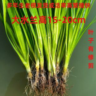 大小水兰水草活体自养水下叶阴性后景草细叶水兰水中扭兰北美水兰