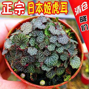 姬虎耳草迷你袖珍绿植微景观盆栽假山雨林缸造景素材桌面山野草