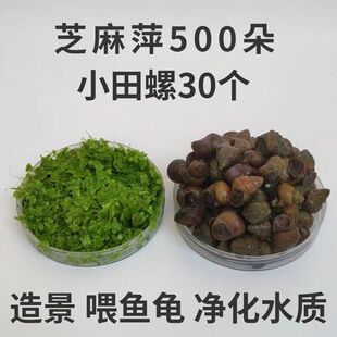 芝麻浮萍水草植物小田螺养乌龟饲料活食小鱼小虾鱼缸石螺除藻食螺