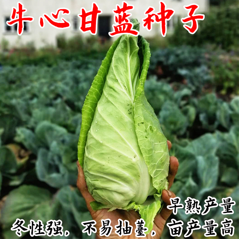 牛心甘蓝种子春秋季卷心菜包菜种籽大田青菜种孑庭院四季蔬菜种子