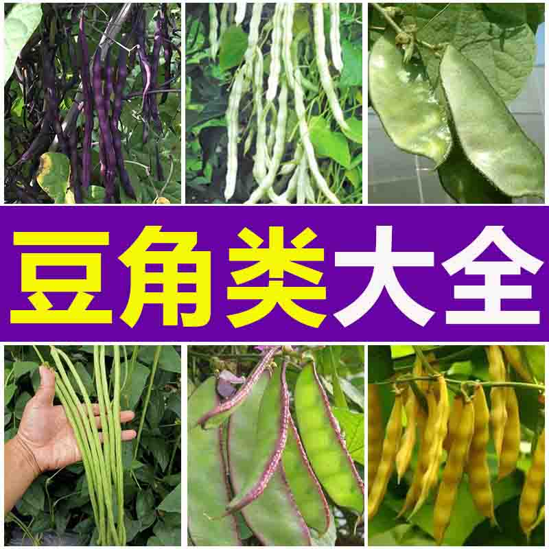 各种豆类种子江豆角带四季豆架芸