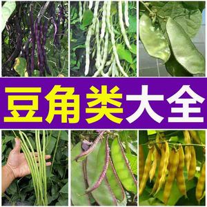 各种豆类种子江豆角带四季豆架芸