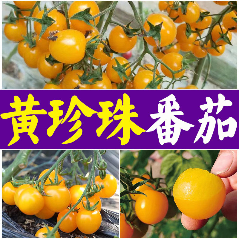 特甜黄珍珠樱桃小番茄苗盆栽水果多汁圣女果秧苗黄色小柿子种苗子