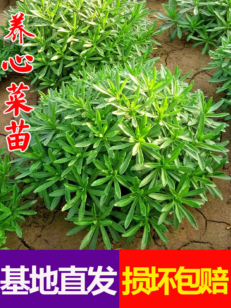 养心菜根钙菜养心苗救心菜