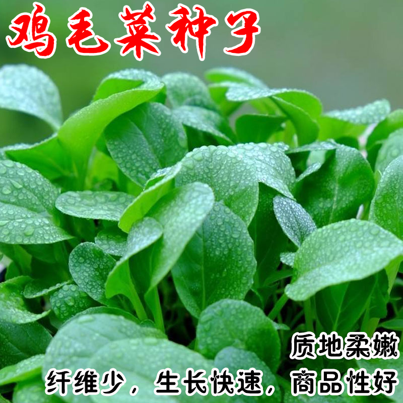 鸡毛菜种子籽孑小白菜油菜菠菜四季高产阳台种植盆栽家用蔬菜食用 鲜花速递/花卉仿真/绿植园艺 家庭园艺种子 原图主图