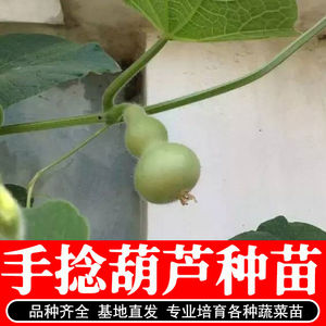 小手捻葫芦种子盆栽四季种植庭院阳台爬藤植物种子室内绿色葫芦籽