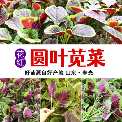 花红圆叶苋菜苗蔬菜红圆叶觅菜柳叶觉菜阳台盆栽菜种子懒人