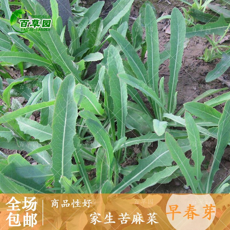 苦麻菜野菜苦麻菜百草园种业