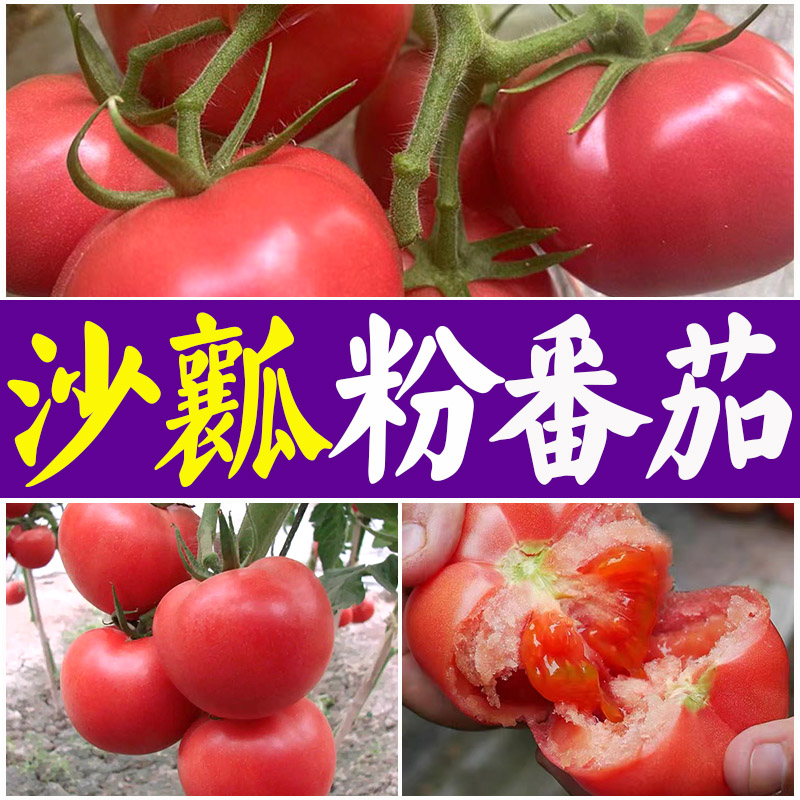 沙瓤大粉番茄种苗沙瓤西红柿苗毛粉柿子幼苗嫁接树苗四季盆栽蔬菜
