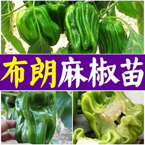 麻椒薄皮四季种苗麻辣青椒