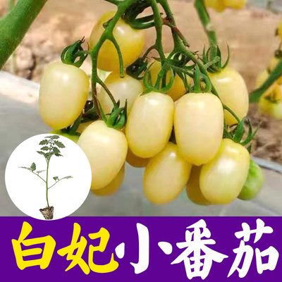 白妃番茄种子种苗四季蔬菜白妞