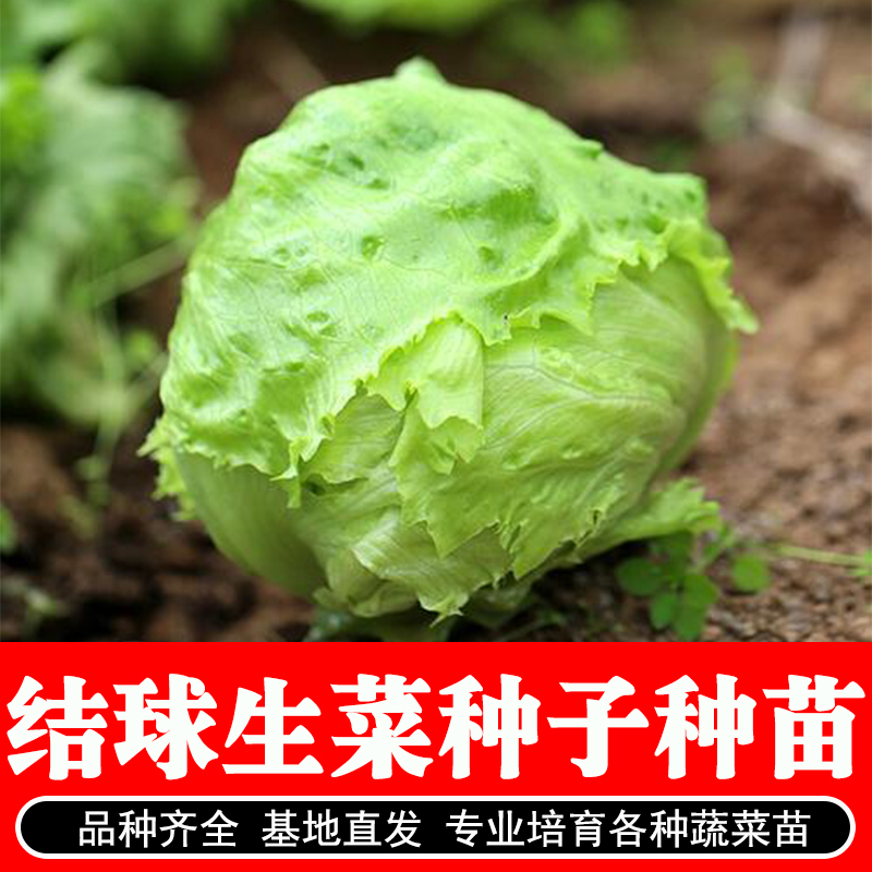 结球生菜种子秧苗阳台盆栽家庭菜园包心生菜沙拉叶球圆形四季籽孑