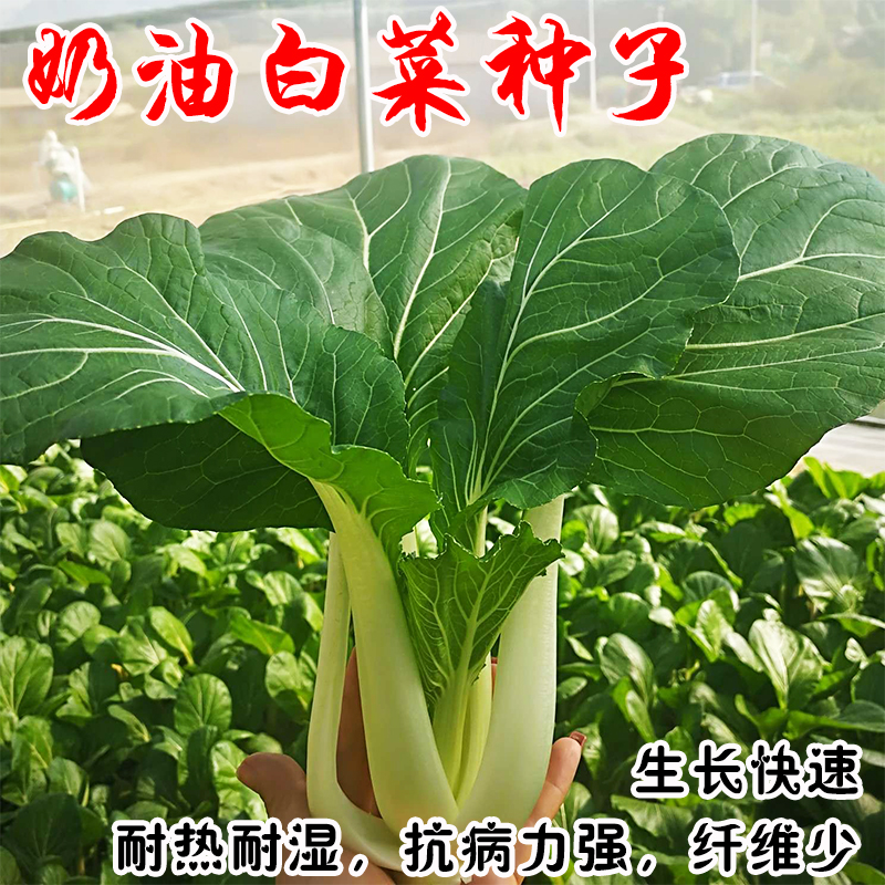 奶白菜种子青菜四季阳台盆栽